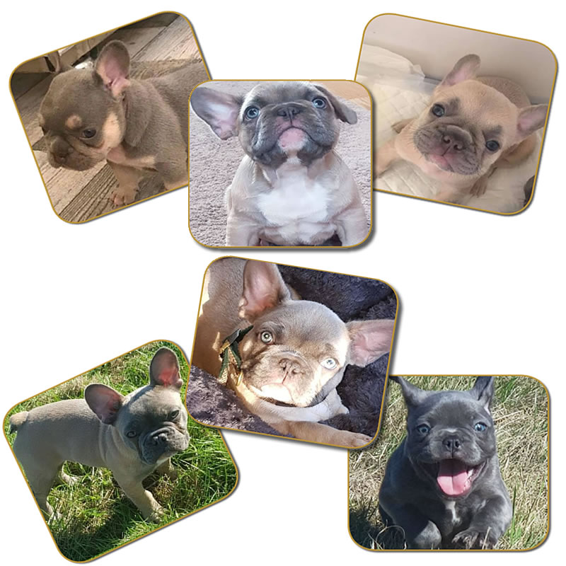 Bulldog Puppies for Sale off ChubbaChops French Bulldog Breeder