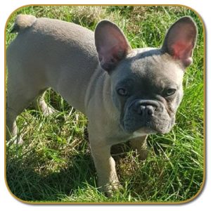 Dog Breeders - ChubbaChopps - KC Registered - Bulldog Breeders - UK