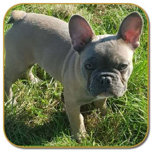 French Bulldog Puppy Dog ChubbaChops