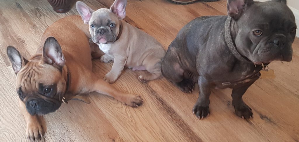 New Shade French Bulldog Dna