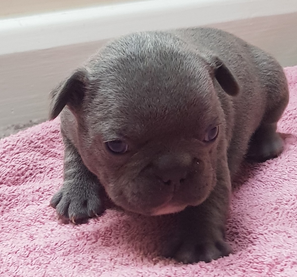 UK French Bulldog Size Information