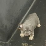 french bulldog breeder chubbachops 084