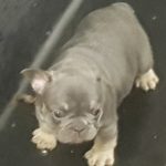 french bulldog breeder chubbachops 085