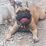 french bulldog breeder chubbachops 106