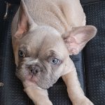 french bulldog breeder chubbachops 107