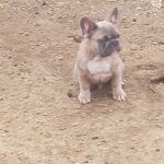 french bulldog breeder chubbachops 129