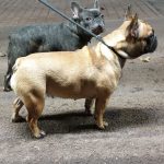french bulldog breeder chubbachops 148