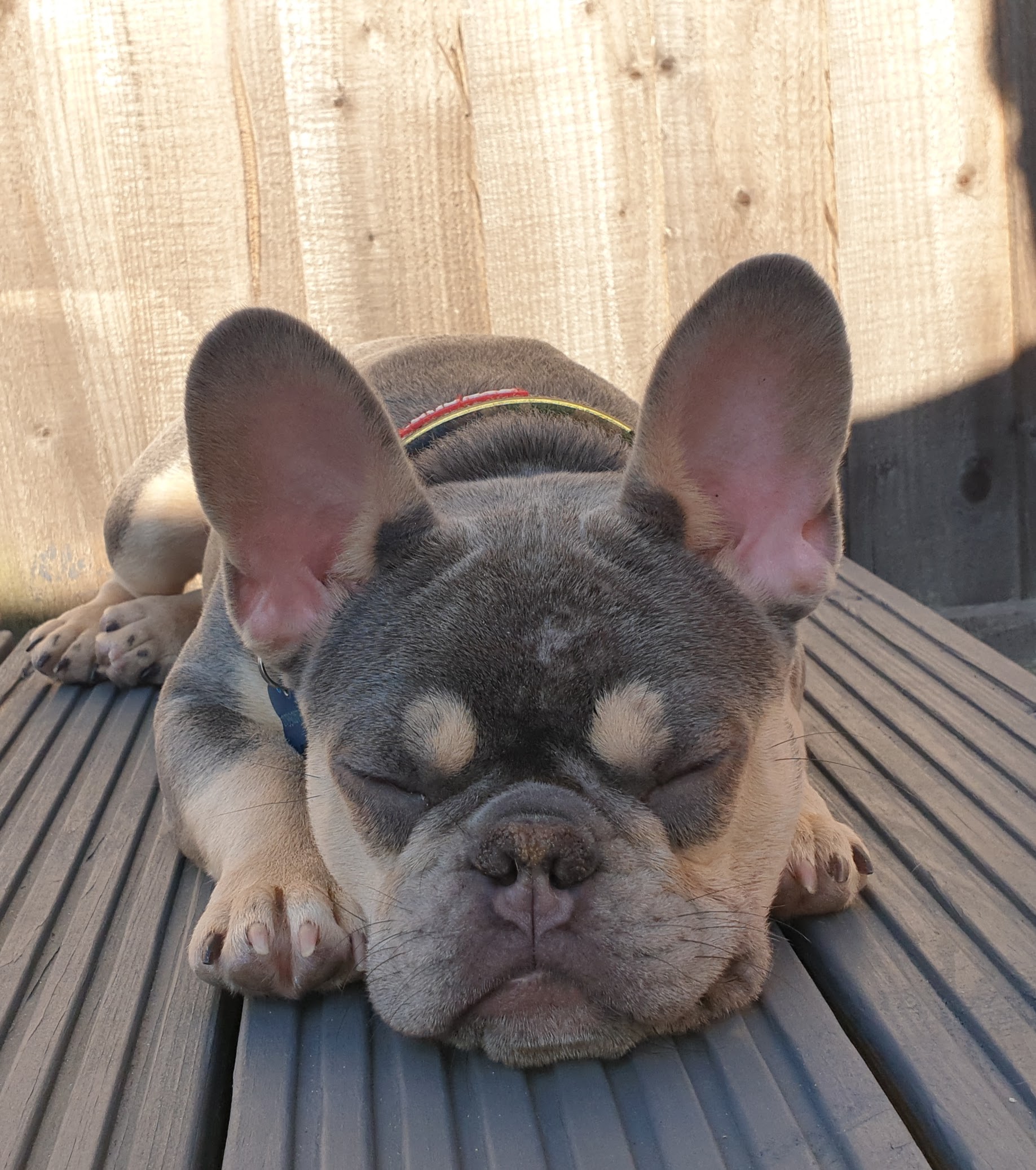 french bulldog breeder chubbachops 169 - ChubbaChops