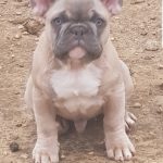 french bulldog breeder chubbachops 236