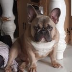 french bulldog breeder chubbachops 250